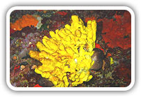 Samos underwater world