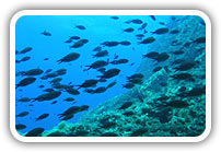 Samos underwater world